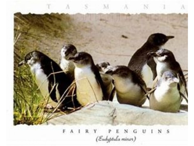 7 Paterson Crescent, George Town TAS 7253