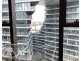 L11/6 Ebsworth Street, Zetland NSW 2017
