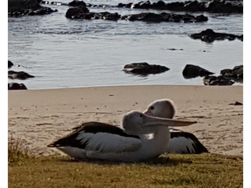 86  Ocean Road, Brooms Head NSW 2463