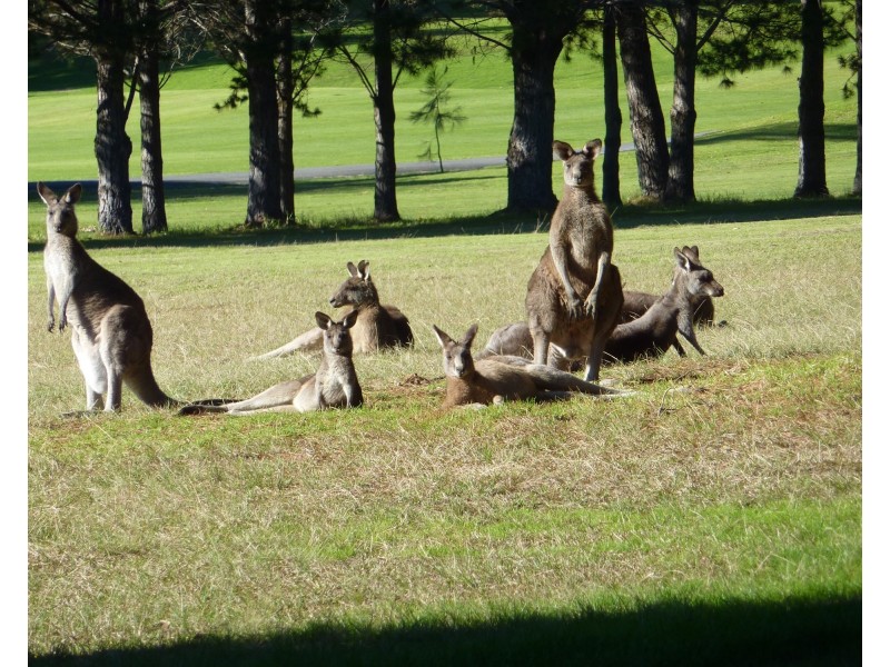 Kangaroo Valley NSW 2577