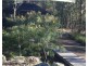 918 Upper Brookfield Road, Upper Brookfield QLD 4069