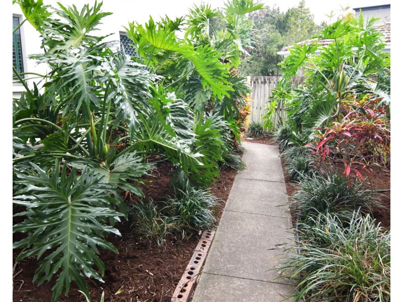 4/11 Wongara St, Clayfield QLD 4011