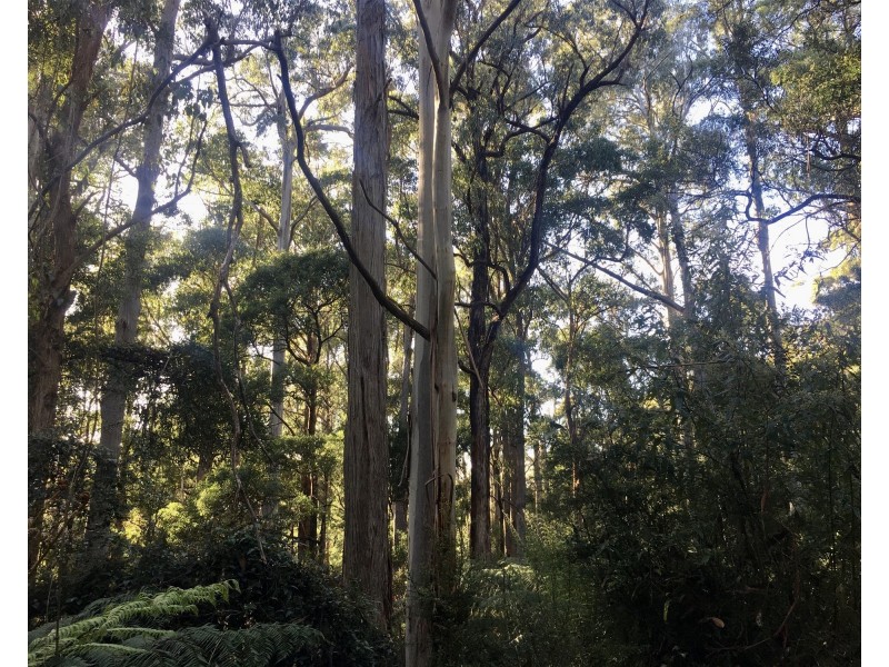 198 Whitehills Road, Penguin TAS 7316