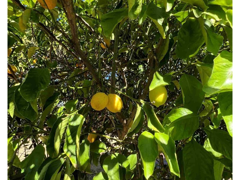 8 Arthur Street, Toodyay WA 6566