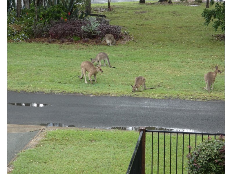 14 Kurrajong Crescent, Point Vernon QLD 4655