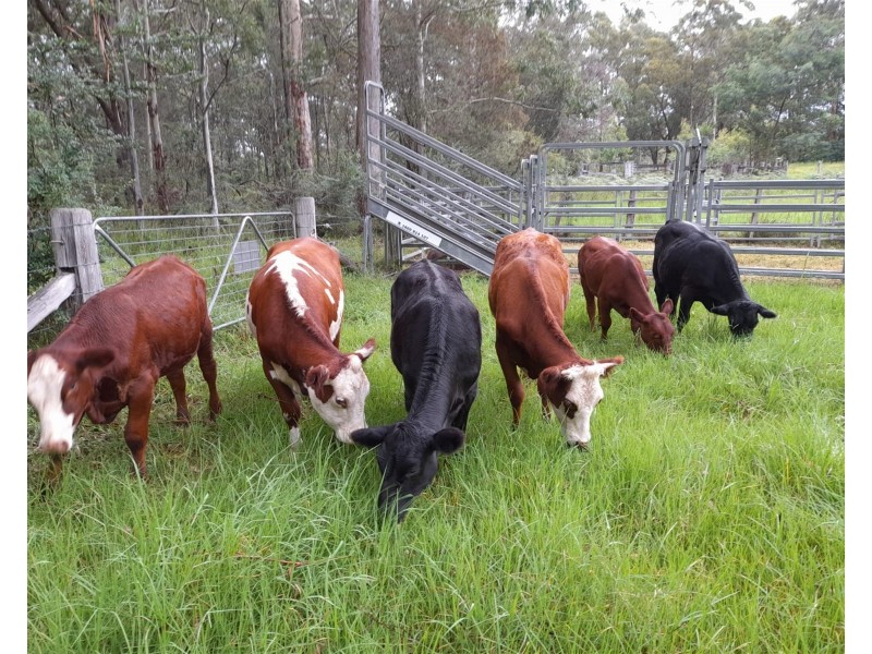 Dorrigo NSW 2453