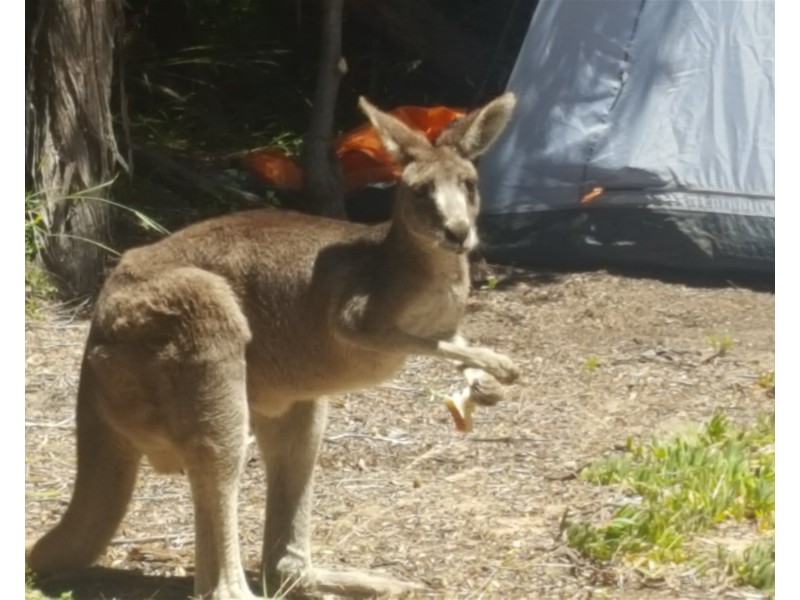 15 Wave cap court, Golden Beach VIC 3851
