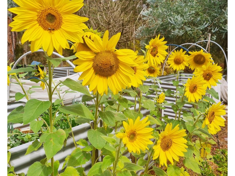 2036 Porongurup  Road, Porongurup WA 6324