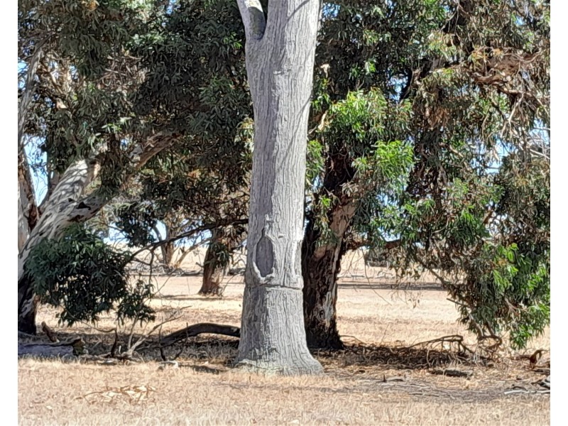 715 Mattiske Road, Katanning WA 6317