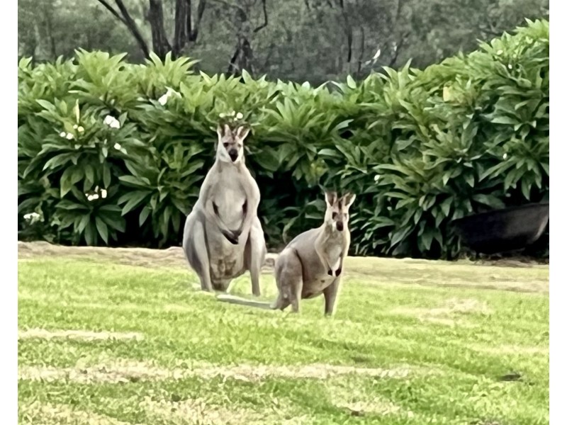 Maitland NSW 2320