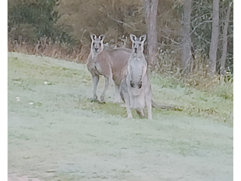 125 WALLAN HEIGHTS RD, Wallan VIC 3756