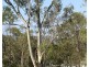 6 Hillview Crescent, Collinsville QLD 4804