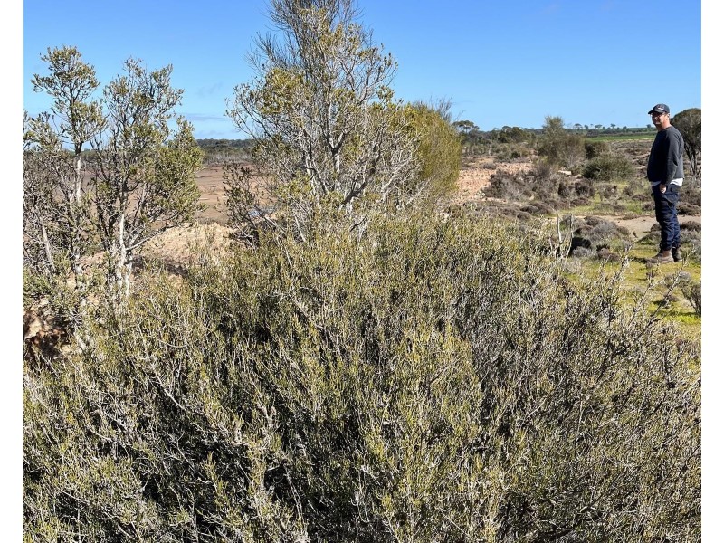 12218 Bibiking Rd, Dumbleyung WA 6350