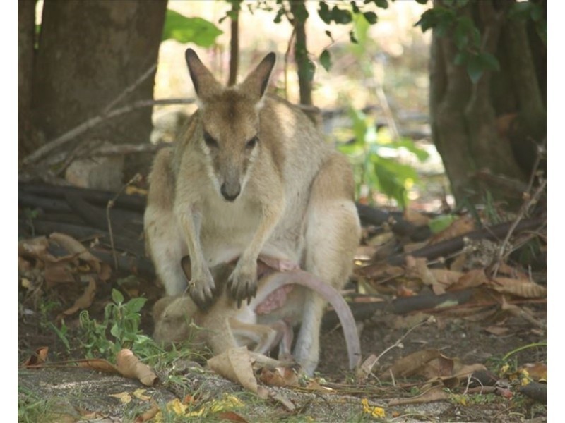 52 Helen Street, Cooktown QLD 4895