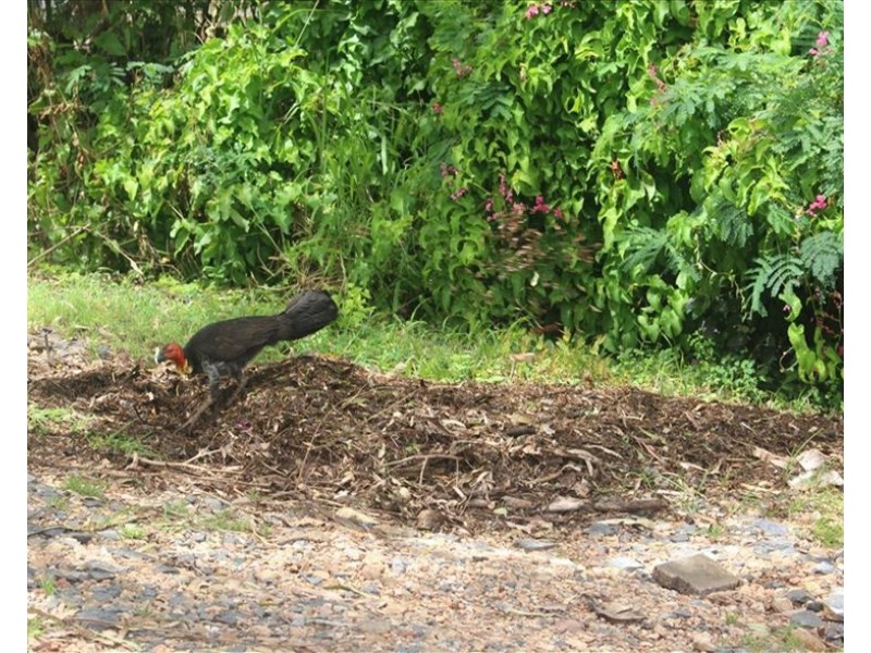 52 Helen Street, Cooktown QLD 4895