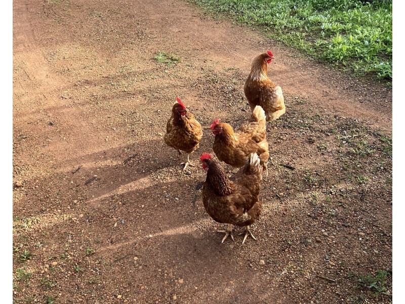 3 Connor Street, Toodyay WA 6566