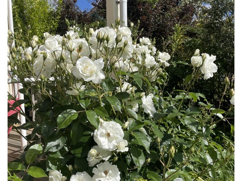 12 Kennedy Street, Maryborough VIC 3465