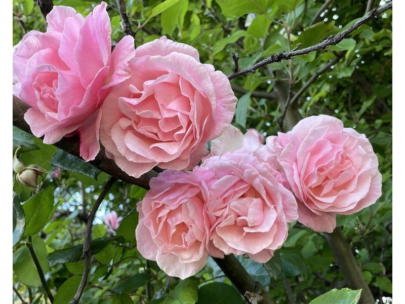 12 Kennedy Street, Maryborough VIC 3465