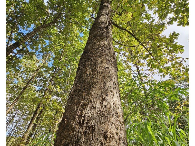 Lot 18 Camarlinghi Road, Garradunga QLD 4860