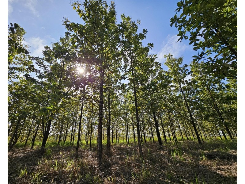 Lot 18 Camarlinghi Road, Garradunga QLD 4860