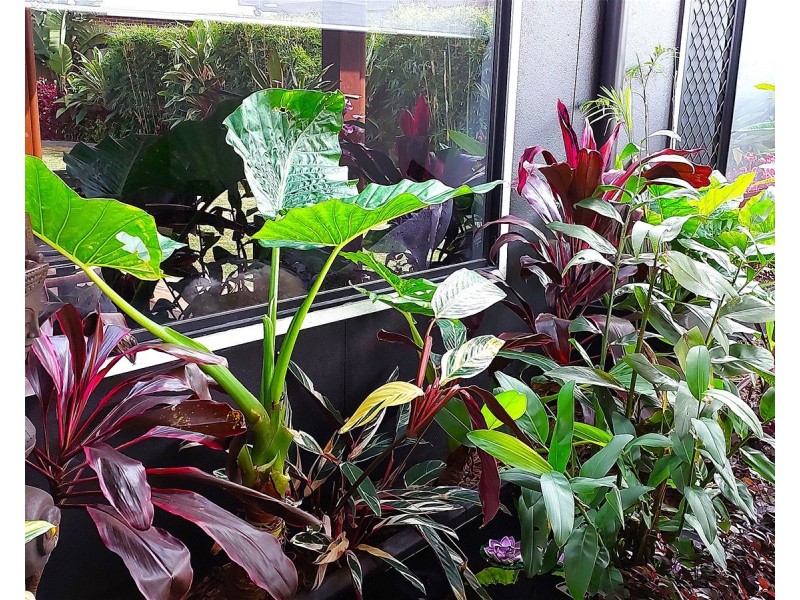 49  O’neill Circuit, Kearneys Spring QLD 4350