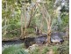250 Cedar Park Road, Koah QLD 4881