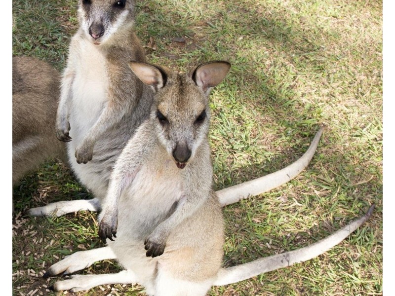 250 Cedar Park Road, Koah QLD 4881