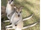 250 Cedar Park Road, Koah QLD 4881