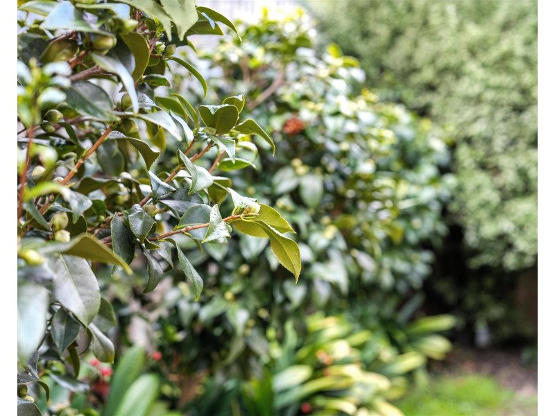 39 Pitt Street, North Hobart TAS 7000