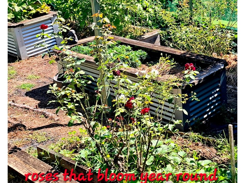 32/265 Martin Road, Larnook NSW 2480