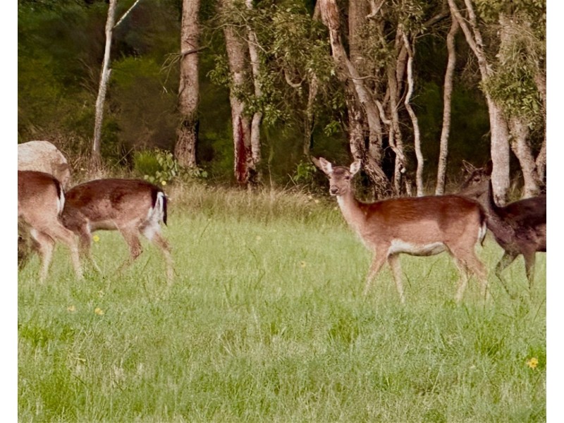 758 Spring Creek Road, Amiens QLD 4380