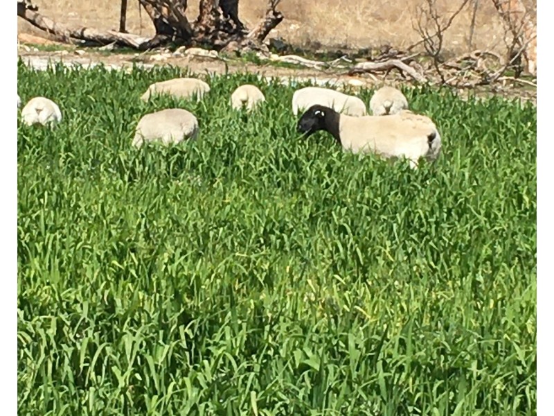 142 Florance Road, Haines SA 5223