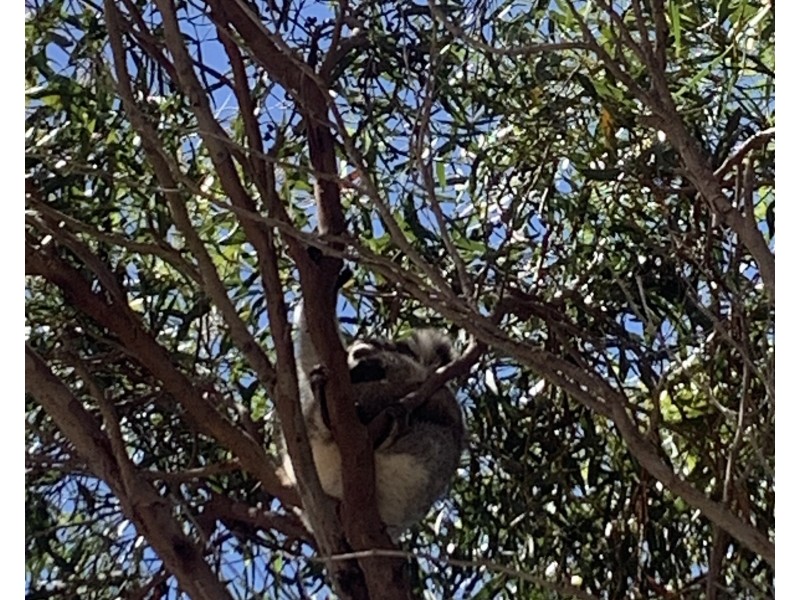 142 Florance Road, Haines SA 5223