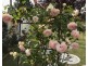 Bombala NSW 2632