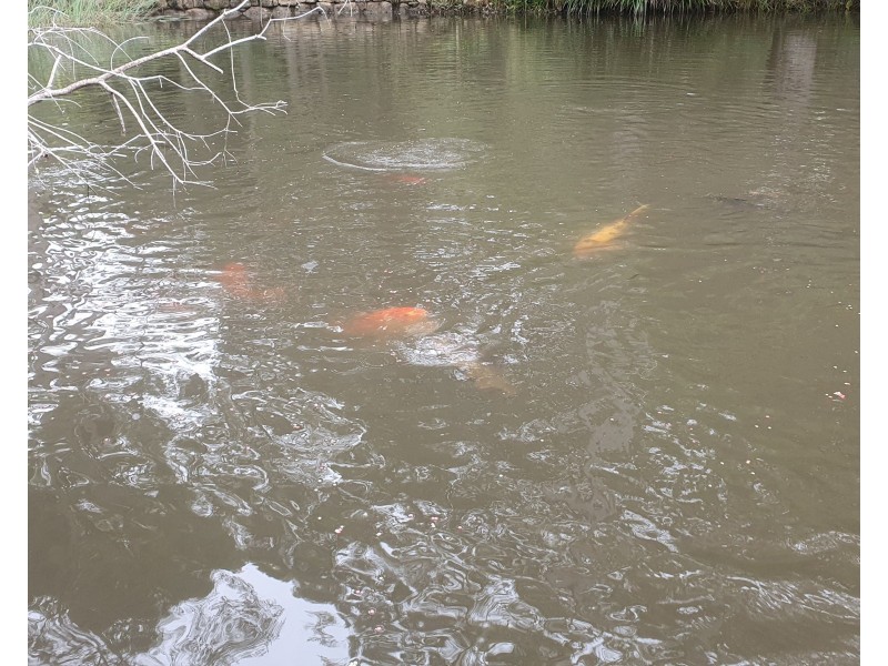 148 Greenslopes Avenue, Tomerong NSW 2540