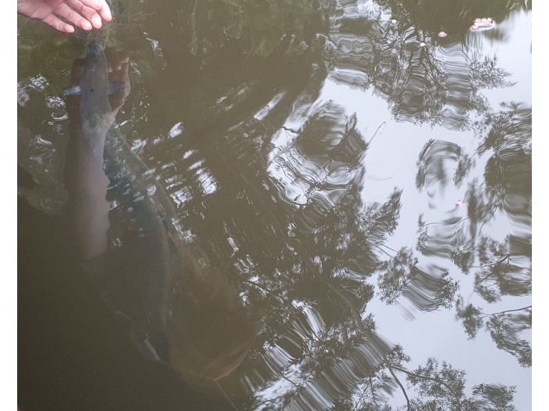 148 Greenslopes Avenue, Tomerong NSW 2540