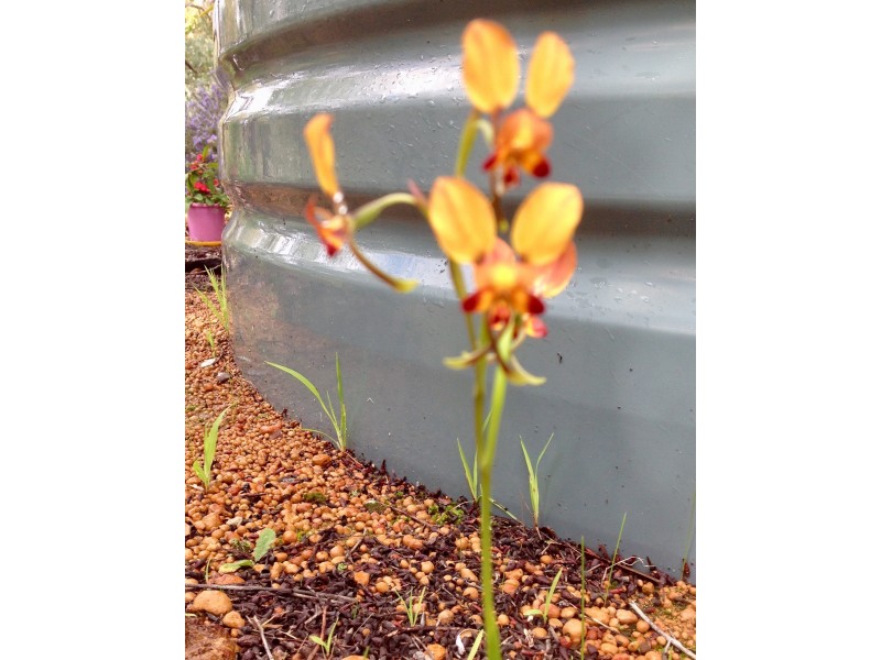 64  Hidaway Drive, Bindoon WA 6502