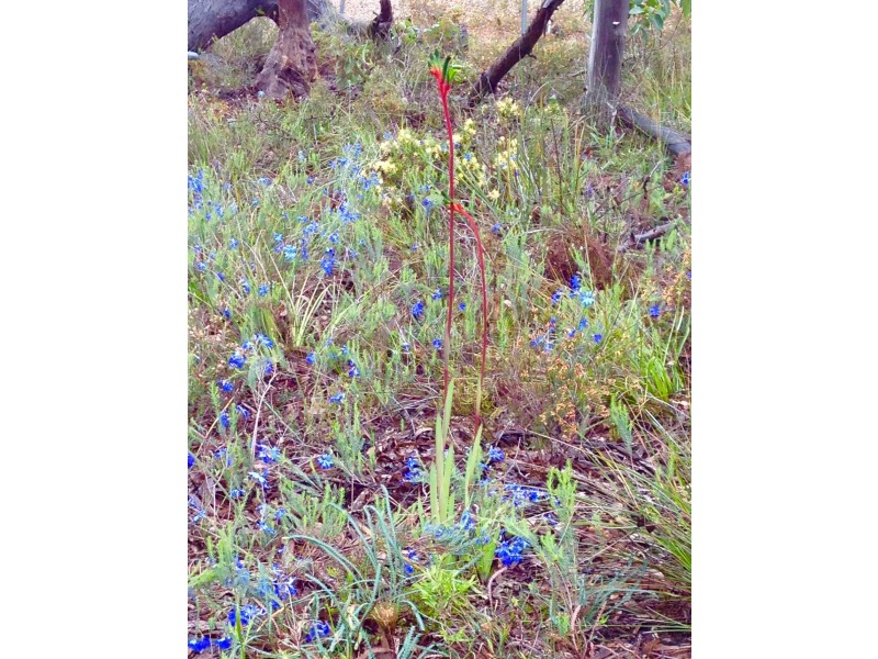 64  Hidaway Drive, Bindoon WA 6502