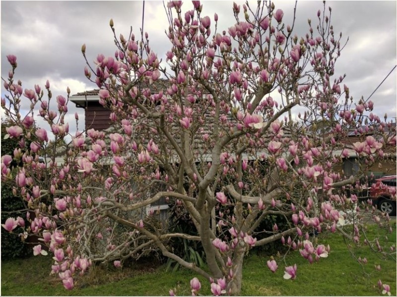 11 Eamon Drive, Viewbank VIC 3084