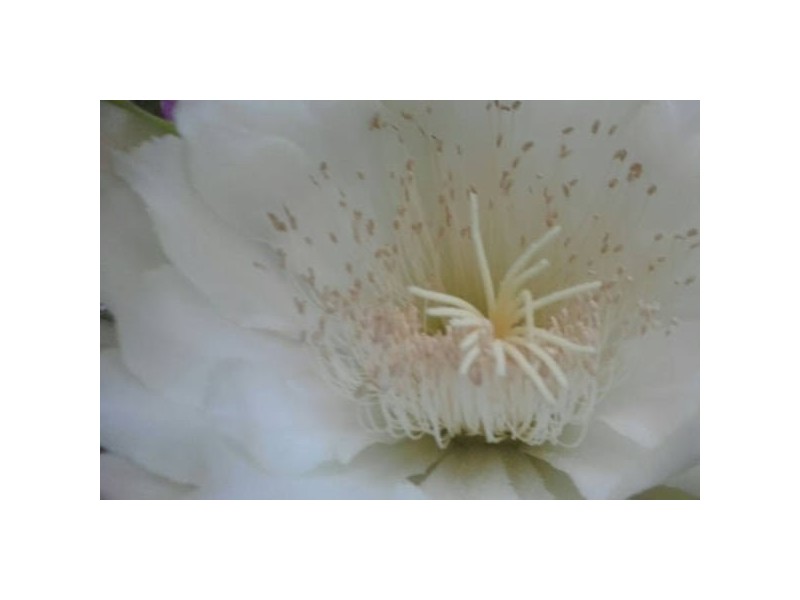 29 Rosecliffe Street, Dutton Park QLD 4102