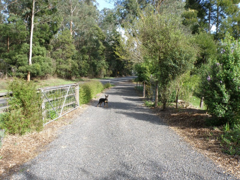 2515 Colac-Lavers Hill Road, Gellibrand VIC 3239