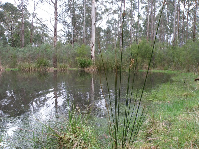 2515 Colac-Lavers Hill Road, Gellibrand VIC 3239