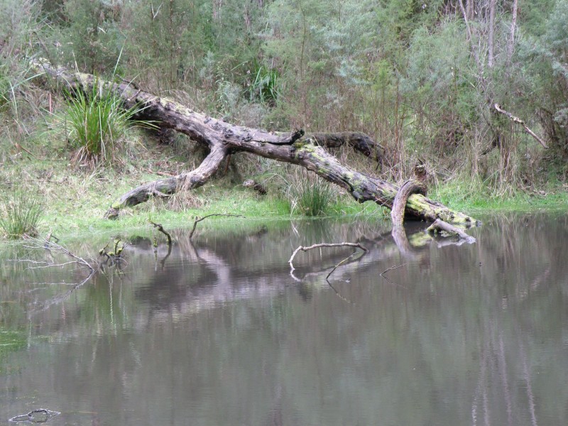 2515 Colac-Lavers Hill Road, Gellibrand VIC 3239