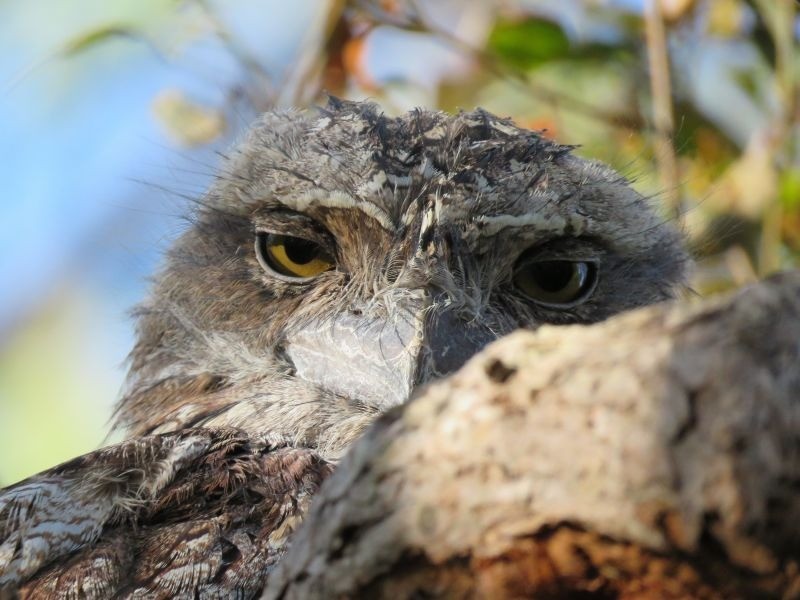 9 Waterfall Drive, Wongawallan QLD 4210