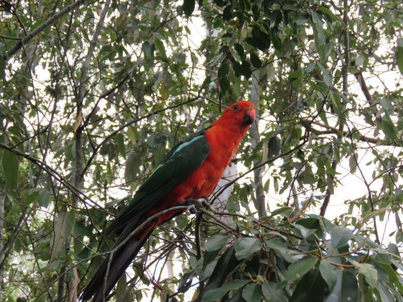 9 Waterfall Drive, Wongawallan QLD 4210