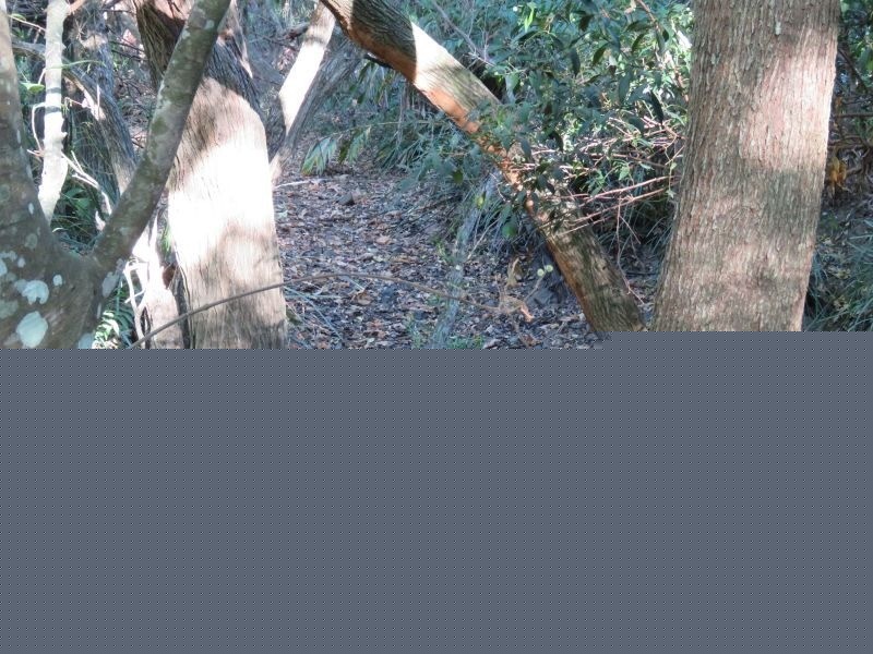 9 Waterfall Drive, Wongawallan QLD 4210