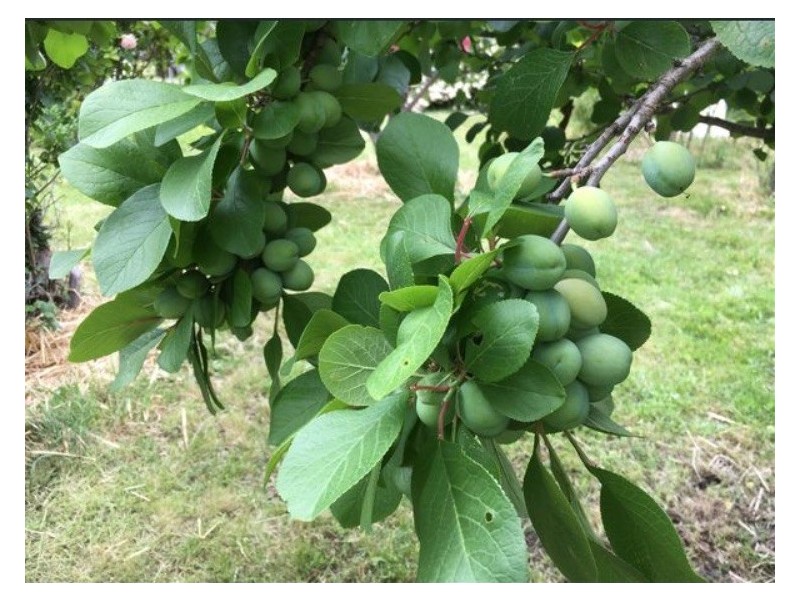 25-27 Alexander Street, Cornwall TAS 7215