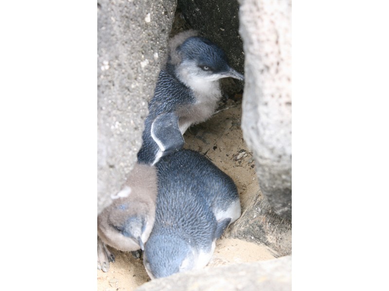 106/27-31 Herbert Street, St Kilda VIC 3182