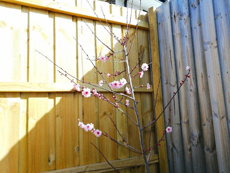 15 Moon Crescent, Schofields NSW 2762