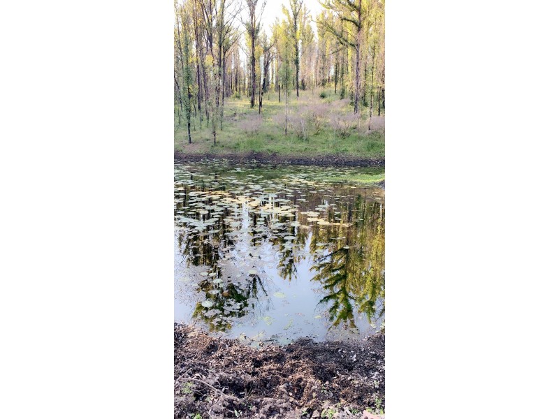 156 Dennis Road, Mungay Creek NSW 2440